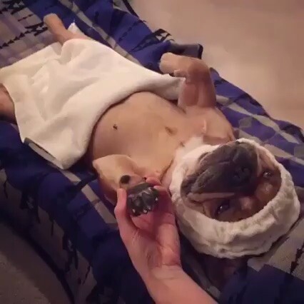 dog massage