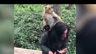 meme Khỉ tấn công loài người hài hước
