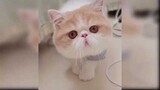 รวบรวมวิดีโอน้องแมวน้อยน่ารักและตลก - แมวน้อย 2020 #8