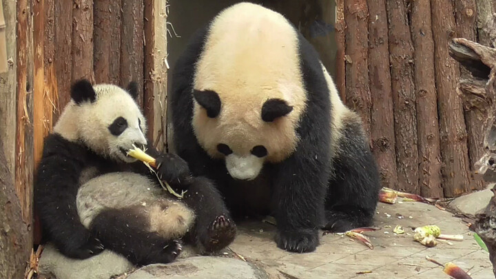 Panda Run Yue: Bu, Bisakah Kamu Sedikit Mandiri?