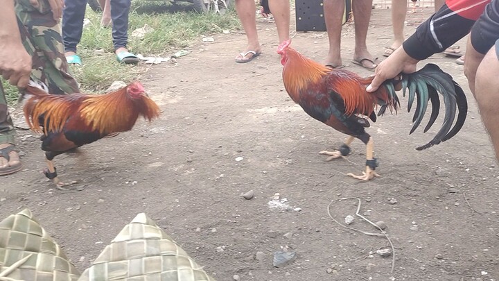 Bocaue bulacan pet tiange