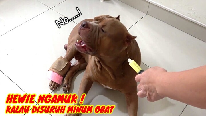 DETIK DETIK HEWIE NGAMUK ! KALAU DISURUH MINUM OBAT #hewiepitbull