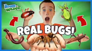 Playing with GIANT BUGS and a TARANTULA??