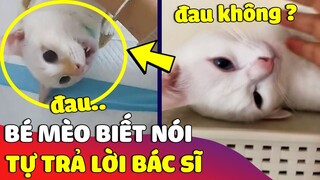 Bé mèo biết 'NÓI TIẾNG VIỆT' trả lời bác sĩ khiến ai cũng trầm trồ 😅 | Gâu Đần