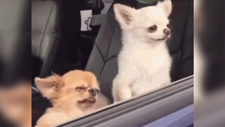 [Animals]Irritable and cute moments of chihuahua dogs