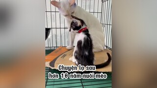 Lưu ý: hai đứa nó là đực nha 😀 lovecats cats mèo nhameocophuong