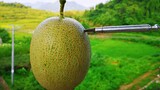 Master: Please make this 25 dollar melon look like it is worth 250 dollars!