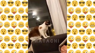 Funny Cats on TikTok