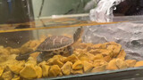Rùa con | Những chú rùa nở ra từ trứng trong bể có thể lớn lên