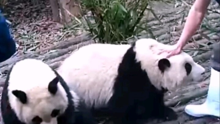 [Animal] Panda He Hua | Being Petted