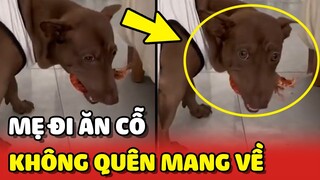 Chú chó MỪNG RỠ vì mẹ đem MÓN NGON khi đi ĂN CỖ về 😍 | Yêu Lu