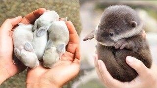 น่ารักมาก! Cutest baby animals Videos Compilation Cute moment of the Animals - Cutest Animals 2