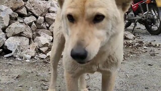 Menghadiahi anjing penggembala Lulu dengan daging sapi, dia tiba-tiba tersenyum seperti orang bodoh,