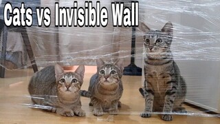 Cats vs Invisible Wall ||Kittens vs Invisible Wall Challenge |CatsLifePh