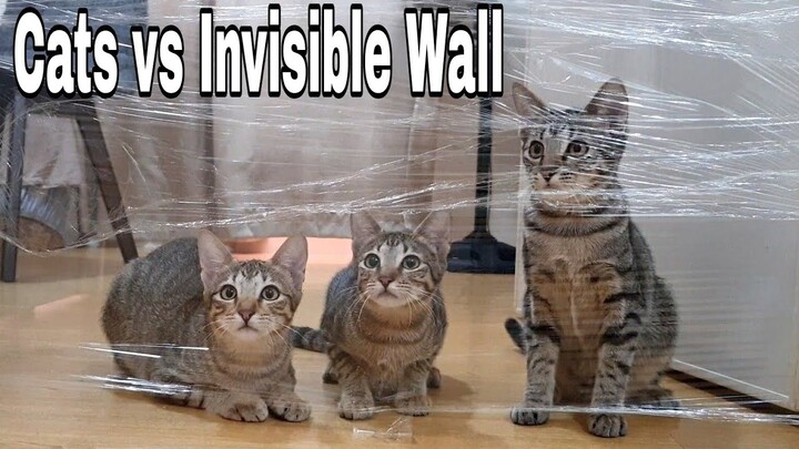 Cats vs Invisible Wall ||Kittens vs Invisible Wall Challenge |CatsLifePh