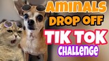 FUNNY ANIMALS TIKTOK | DROP OFF CHALLENGE