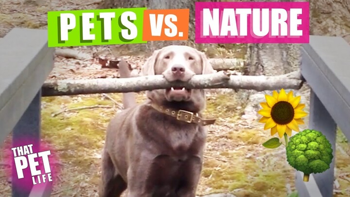 Pets vs. Nature 🌳🌝 | Funny Animal Compilation