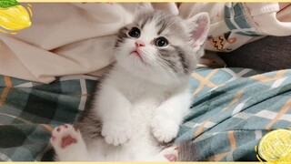 My Cute Baby Kitten