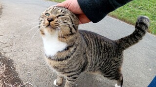 Kucing Liar Yang Pertama Kali Bertemu Membuka Hatinya