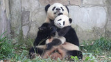 【Panda Mang Zai】My Son Is Rebellious but He's Cute!