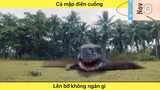 Cá mập điên cuồng
