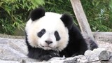 【Giant Panda】Juanjuan's Prosperous Beauty