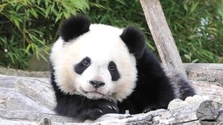 Tatapan panda pendominasi