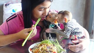 Baby monkey Maku and Maki enjoyable with mom midday eating snack so happily