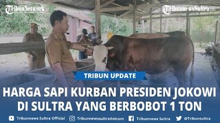 Harga Sapi Kurban Presiden Jokowi di Sultra dari Kolaka Timur, Pemotongan di Masjid Agung Kendari