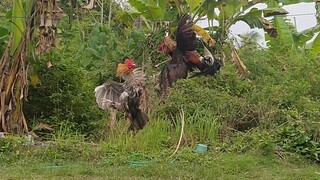 Sparring Session 🐓