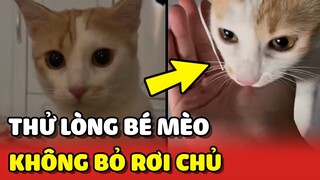 Ấm lòng với bé mèo khi HOẠN NẠN vẫn KHÔNG BỎ RƠI chủ 🥰 | Yêu Lu