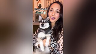 How much would you leave your dogs? LearnOnTikTok dogfacts