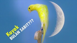 MELENGKUNG KAYAK BULAN SABIT!!! Kenari Belgian Bossu  (Belgian Fancy Canary)