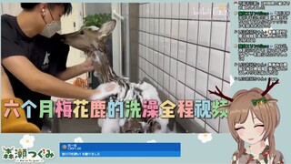 日本小鹿看《“梅花鹿”一到了冬天就成了“没花鹿”》