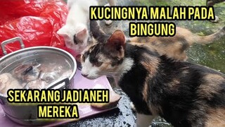 Prank..Kasih Makan Ikan Mentah Ke Kucing Malah Pada Aneh Maunya Di Masak Dulu Lucu..!
