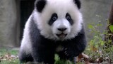Ji Xiao Paling Imut Sebelum He Hua Lahir - Seri Panda (111)