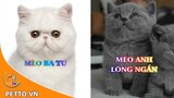 Top 5 Giống Mèo Cảnh Phổ Biến Nhất Tại Việt Nam