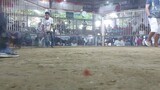 cockfighting #sabong