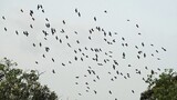 Spectacular Migratory DAURIAN STARLINGS flying in flocks, Singapore