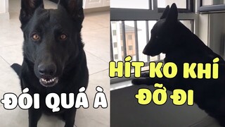 Những pha xử lý tình huống đi vào lòng đất của NHÓC MẶP 🤣 | Pets TV