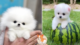 We Bet You Have Never Seen This Cute Mini Pomeranian Funny Pomeranian Videos Cute VN