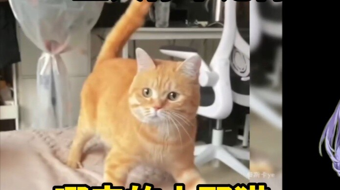 Japanese girl's bloodline awakened after watching "The Popular Cat" and she turned into a cat girl o
