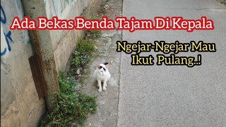 Derita Kehidupan Kucing Jalanan Sampai Ada Bekas Luka Di Kepala Mau Ikut Pulang | Feeding Cat