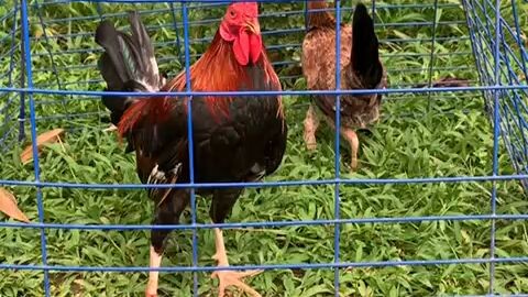 5 mos old son of Bro & Sis mating. We give him our own LB# 321, exceptionaly very healthy uupo na.