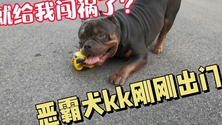 恶霸犬KK表面人畜无害，可看到足球后却变身成脱缰野猪?