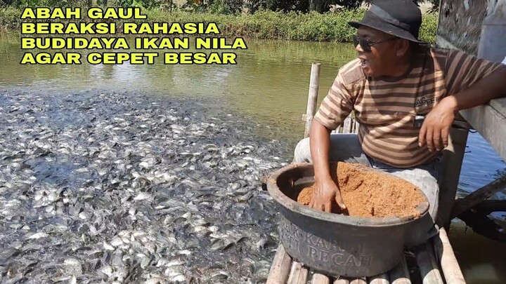 ABAH GAUL, BERAKSI RAHASIA BUDIDAYA IKAN NILA AGAR CEPAT BESAR