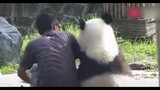 Super Cute Pandas