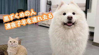 Động vật|Giả vờ đánh cắp chó Samoyed