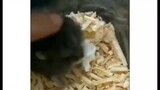 Hamster Dikasih Makan Pop Corn💀