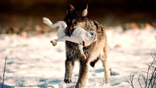 Wolf Pack Hunts A Hare.